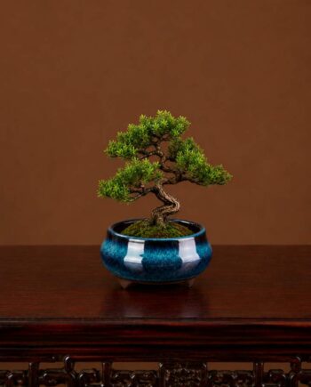 Vaso Botânico para Bonsai