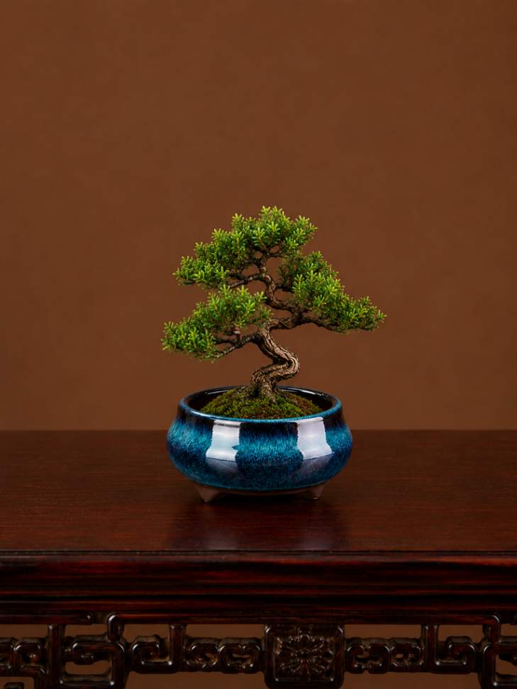 Vaso Botânico para Bonsai